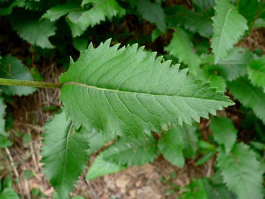 {Parthenium integrifolium}